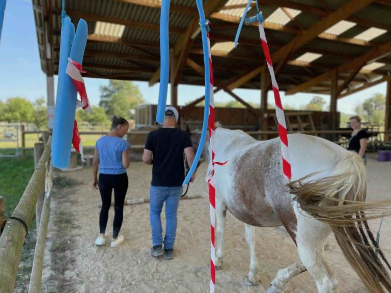 Participants lors d'un atelier équicoaching Lyon, en entreprise avec un cheval, pour travailler la communication et la relation de confiance